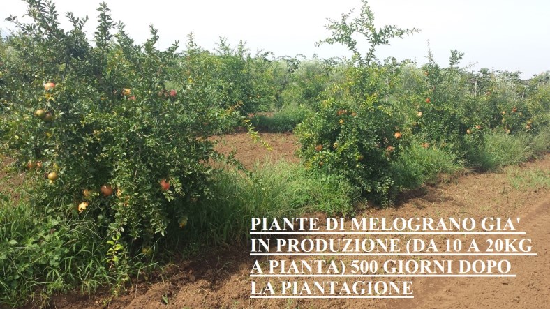 Piante di Melograno Melagrana a cespuglio, variet Sifri senza seme