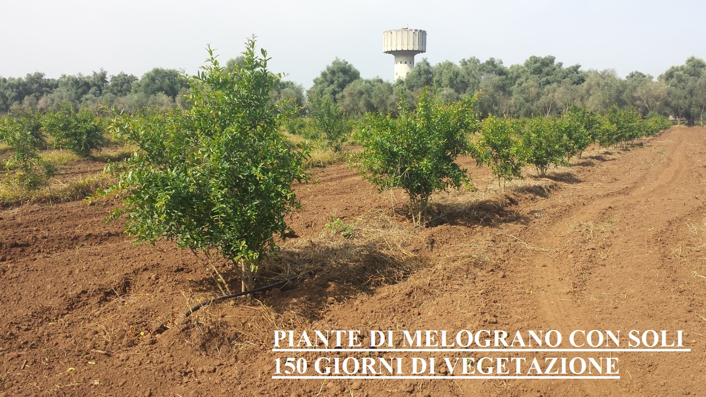 Piantagione di Melograno senza semi