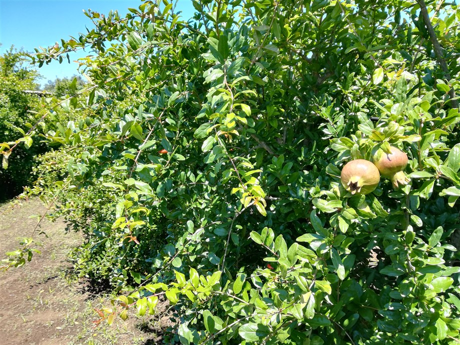 Pianta di melograno sifr senza semi