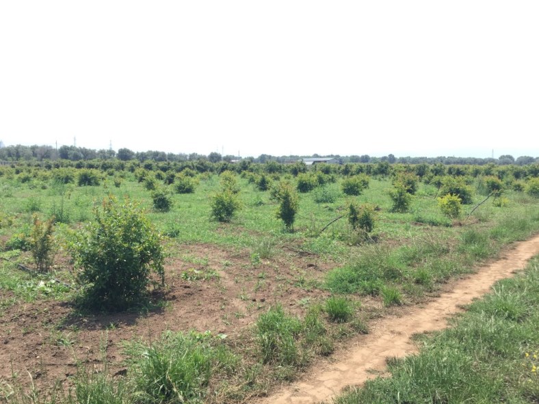 benefici del melograno melagrana propriet benefiche