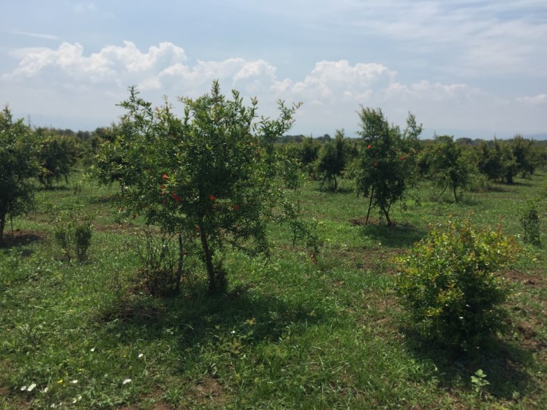 Piante di Melograno Melagrana a cespuglio, variet Sifri senza semi