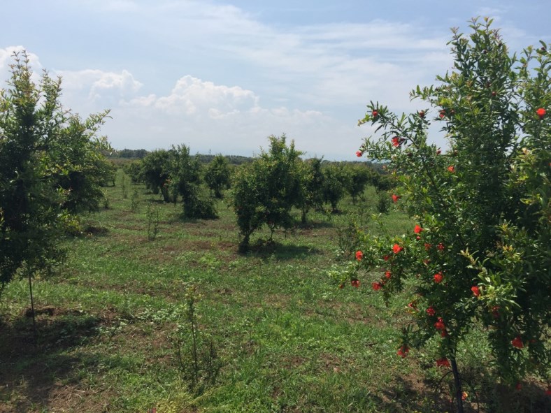 Piantina di melograno senza seme semi di anni 2 ,variet sifri