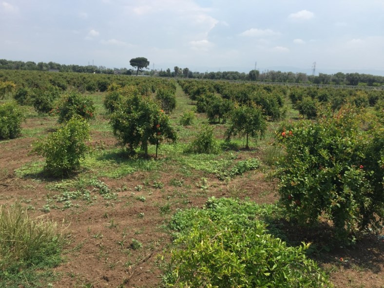 Alberi di Melograno variet senza seme morbido erbaceo