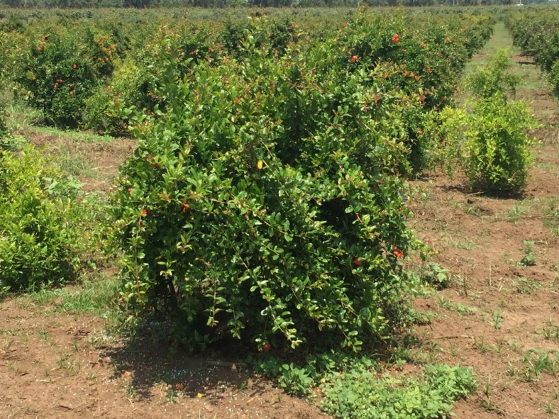 Vendita piante di melograno senza semi variet sifri