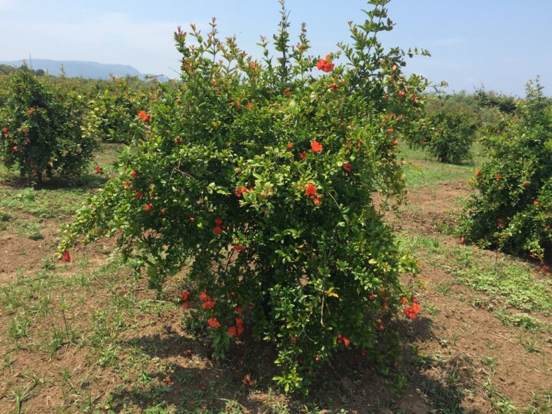 Pianta fiorita di melograno senza semi