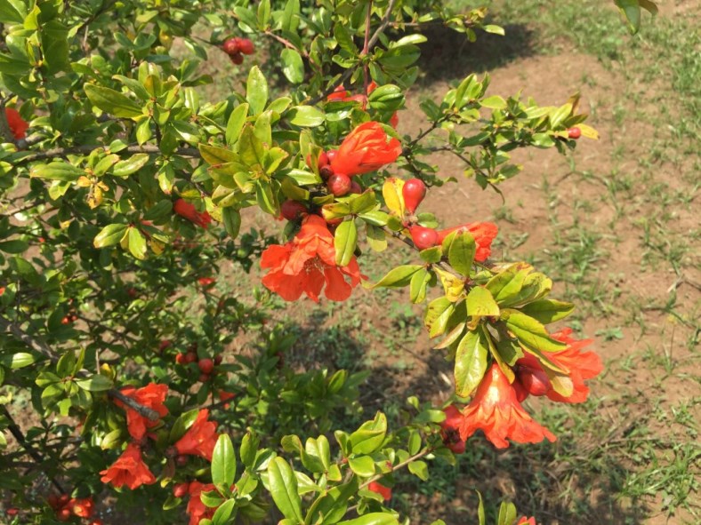 fioritura di melograno senza semi