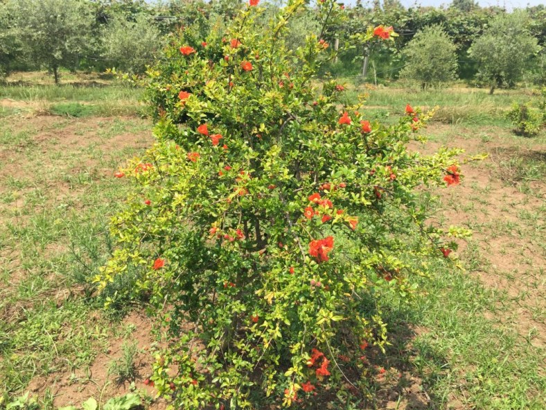 vendita piantine di melograno con seme morbido erbaceo